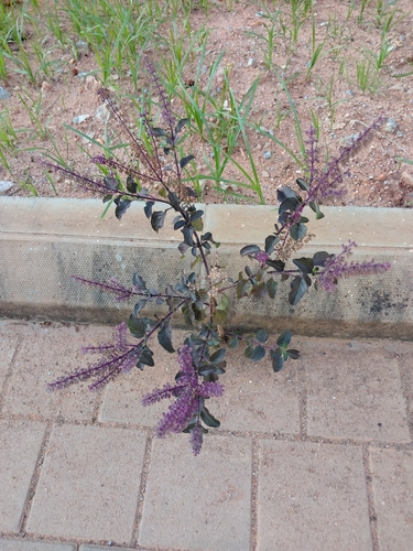 Ocimum tenuiflorum observed 2026-10-20