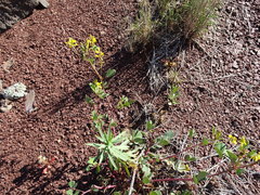 Trigonella esculenta