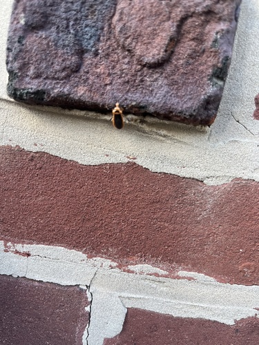 Scarlet-bordered Assassin Bug