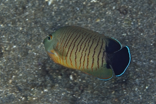 Centropyge eibli observed 2026-10-19