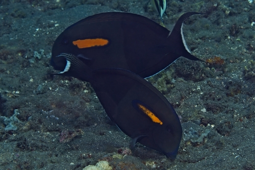 Acanthurus olivaceus observed 2026-10-17