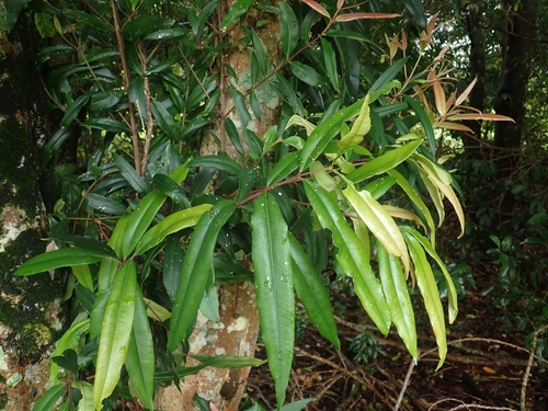 Syzygium ingens, 2026-10-20
