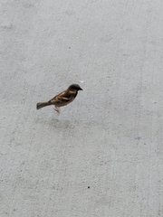 Passer domesticus
