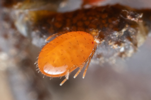 Leptus
