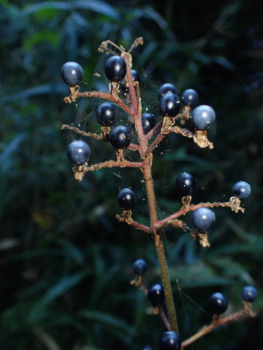 Pollia japonica observed 2026-10-21