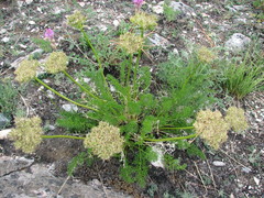 Ferulopsis hystrix