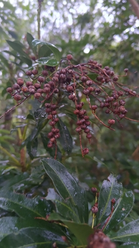 Pieris japonica observed 2026-10-21