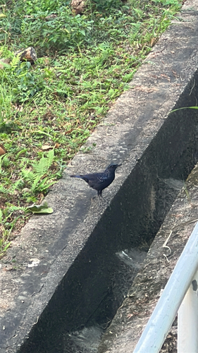 Myiophoneus observed 2026-10-21