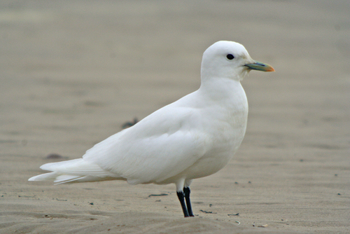 Ivory Gull, photo 2 of 10