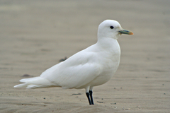 Ivory Gull photo 2