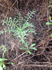 Gilia capitata chamissonis