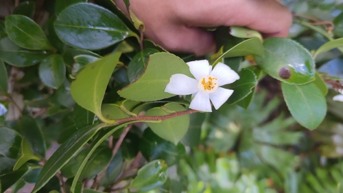 Camellia observed 2026-10-21