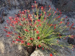 Ipomopsis tenuifolia