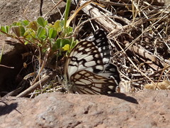 Melanargia occitanica