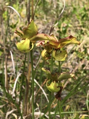 Sarracenia rubra