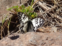 Melanargia occitanica