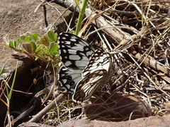 Melanargia occitanica