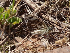 Melanargia occitanica