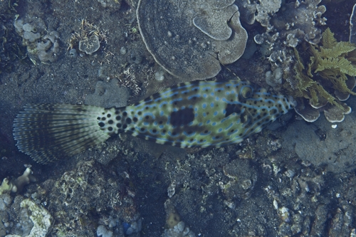 Aluterus scriptus observed 2026-10-19
