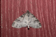 Lobophora