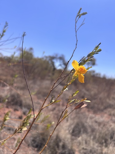 Petalostylis labicheoides observed 2026-10-21