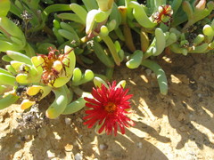 Malephora crocea