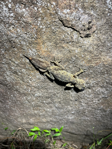 Phyllurus platurus, 2026-10-21