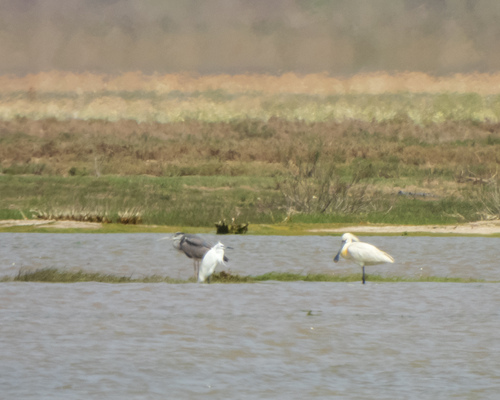iNaturalist image