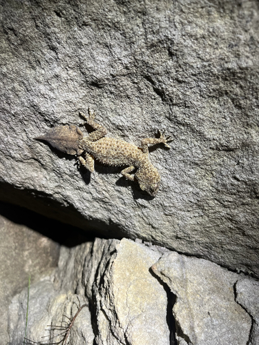 Phyllurus platurus, 2026-10-21