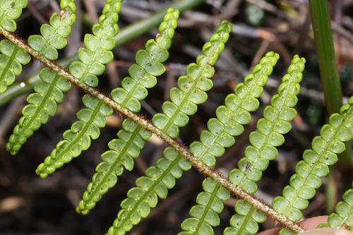 Gleichenia microphylla observed 2026-10-21
