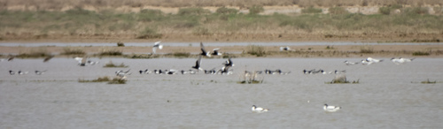 iNaturalist image