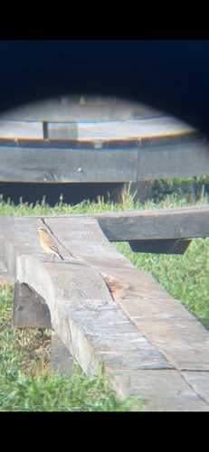Northern Wheatear