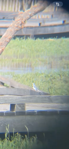 White Wagtail
