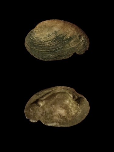 Eurynia dilatata observed 2026-10-21