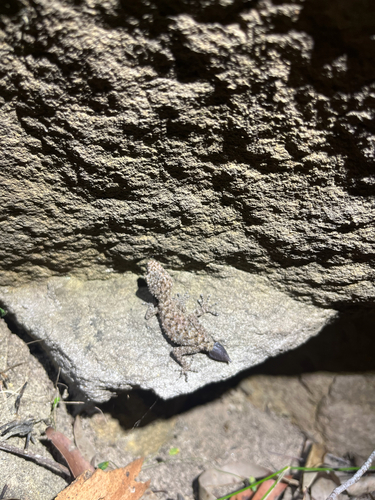 Phyllurus platurus, 2026-10-21