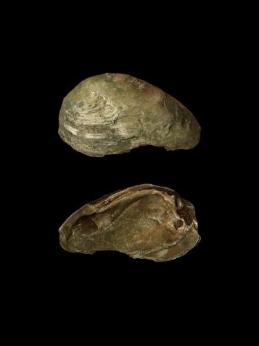 Eurynia dilatata observed 2026-10-21