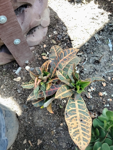 Codiaeum variegatum observed 2026-10-20