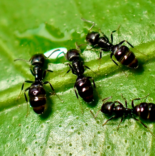 Ochetellus glaber observed 2026-10-21