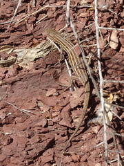Psammodromus edwarsianus
