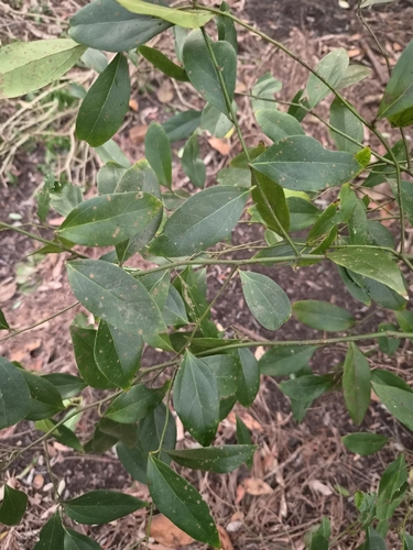 Cryptocarya observed 2026-10-21