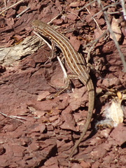 Psammodromus edwarsianus