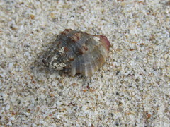 Gemophos sanguinolentus