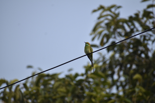 iNaturalist image