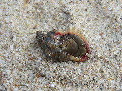 Gemophos sanguinolentus