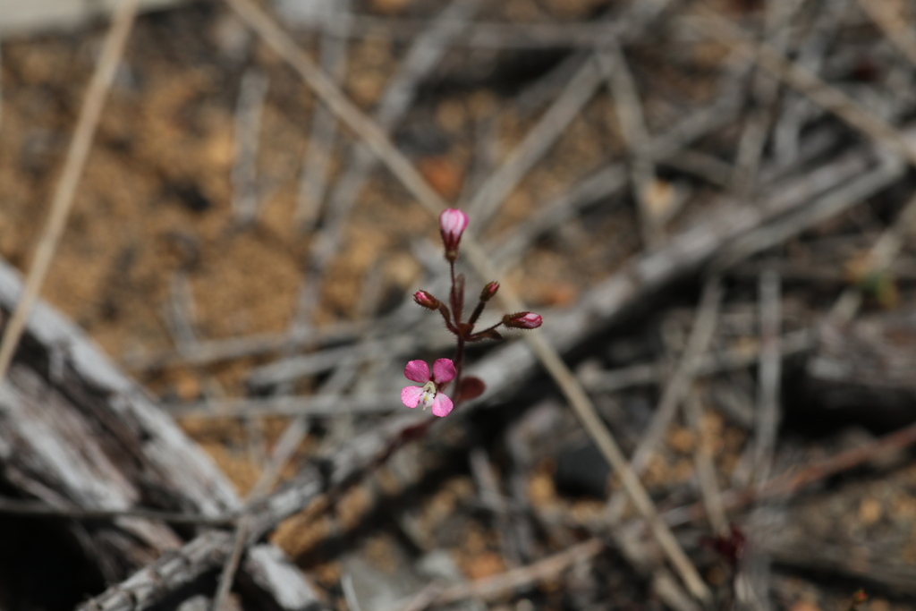 Levenhookia stipitata (Levenhookia stipitata)