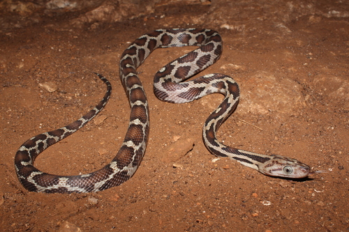 Yucatan Rat Snake