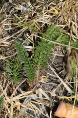 Achillea millefolium