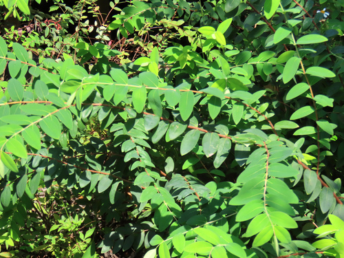 Hypericum formosanum observed 2026-10-12