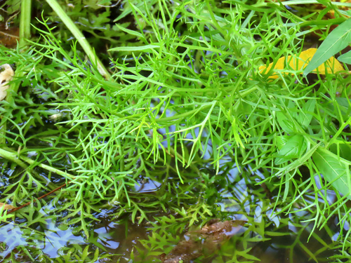 Ceratopteris thalictroides observed 2026-10-12