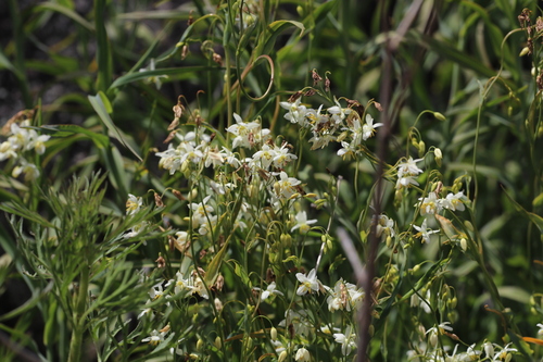 Stypandra glauca observed 2026-10-21